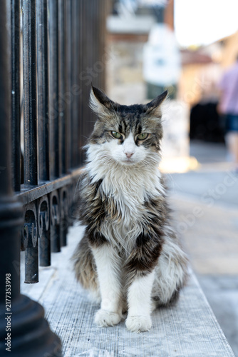 Fluffy longhair cat sitting attentively near black metal fence on city street