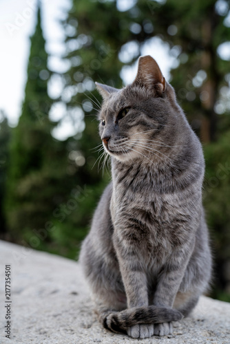 Grey tabby cat sitting proudly outdoors with tail wrapped around paws