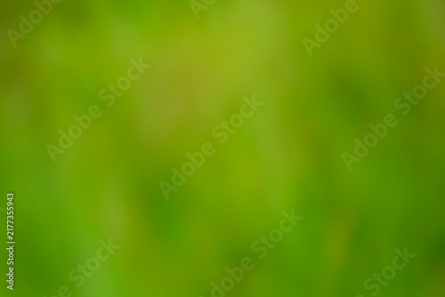 фотографія Abstract green nature background with soft bokeh and intentional blur