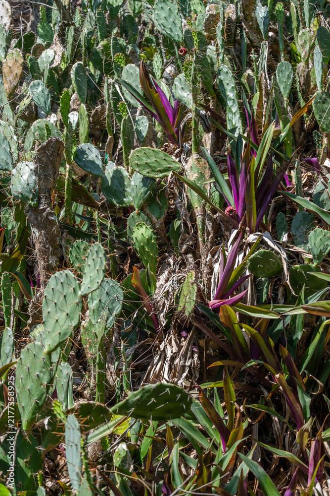 Fototapeta premium A dense patch of prickly pear cactus grows among purple and green tropical foliage, with sharp spines and weathered stems visible throughout.