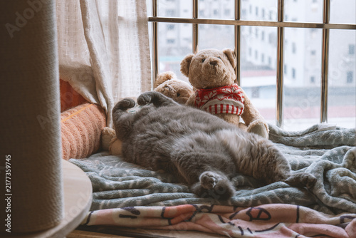 Gray cat napping on cozy blanket beside teddy bear near window in a Berlin apartment, Germany —