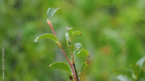 ゲリラ雷雨。土砂降り。大雨。悪天候。樹木の葉。雨粒。雫。窓の外の景色。