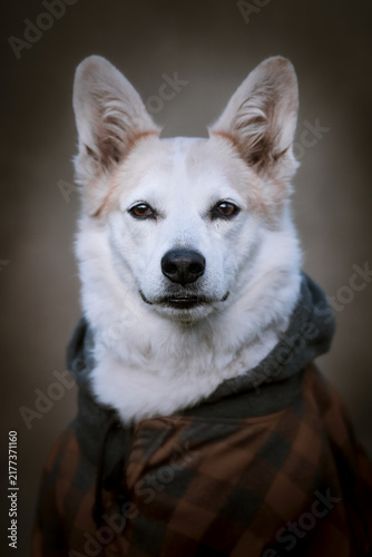 Portrait of a white dog dressed in human clothing. Costumed studio photo of the pet. Selective focus on a nose