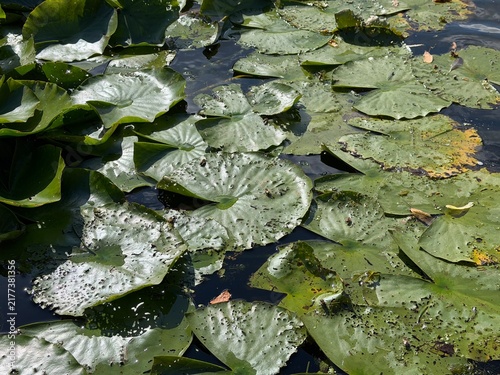 European White Water Lily (Nymphaea alba) on a pond in the sunshine.