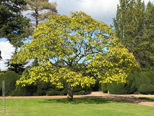 A Golden Indian Bean Tree (Catalpa bignonioides 'Aurea') in the sunshine with other trees behind. Derbyshire, England, UK.