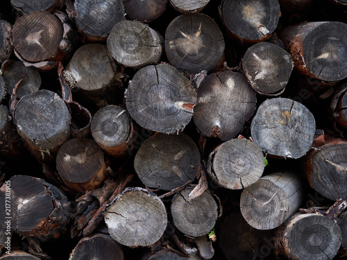 Stored Cut Logs in a Timber Yard
