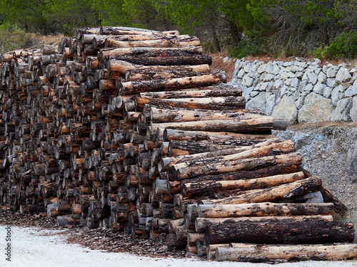 Stored Cut Logs in a Timber Yard