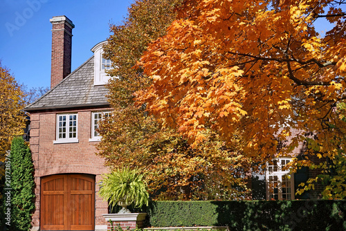 Residential neighborhood with fall foliage, golden leaves on a maple tree