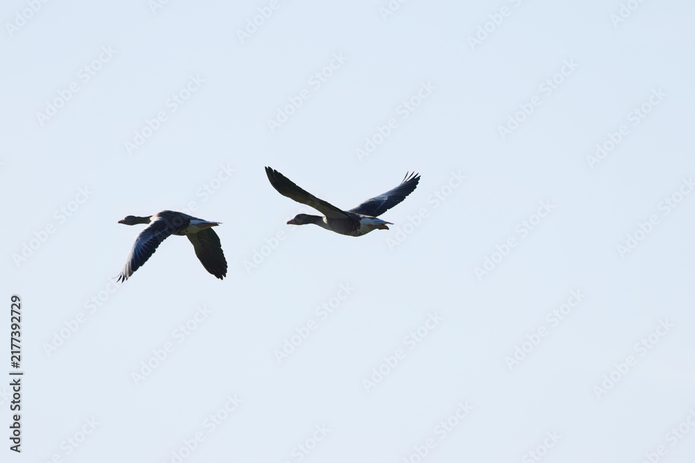 Fototapeta premium two greylag geese in flight against the light, greylag geese against the light, wingspan, greylag geese flying by, anser anser
