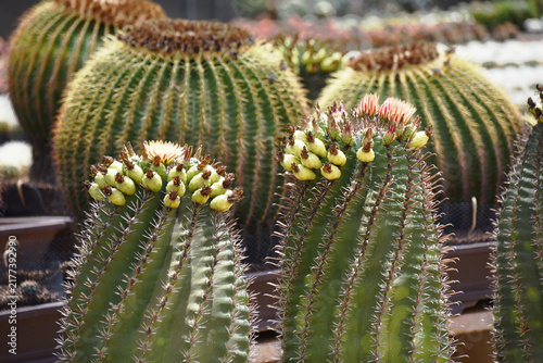 *Pachycereus pecten-aboriginum* is a Mexican cactus species known as 