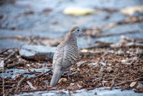 Quadro su tela A zebra dove is pecking for food on the ground