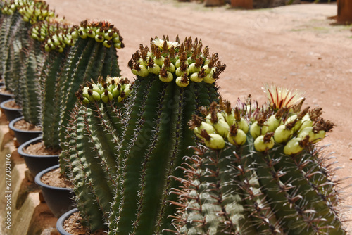 *Pachycereus pecten-aboriginum* is a Mexican cactus species known as 