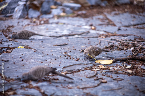 Foto A zebra dove is pecking for food on the ground