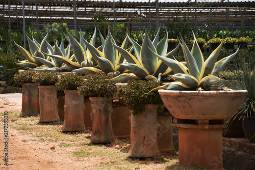 Agave celsii 'Multicolor' (also known as Agave mitis 'Multicolor'), a striking succulent featuring blue-green rosettes with prominent yellow margins. 