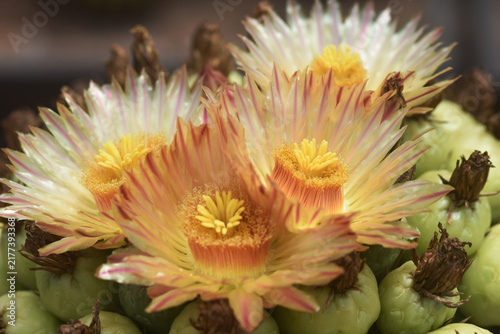 *Pachycereus pecten-aboriginum* is a Mexican cactus species known as 