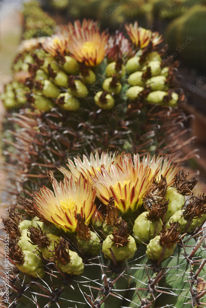 Fototapeta premium *Pachycereus pecten-aboriginum* is a Mexican cactus species known as 