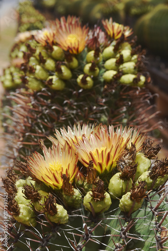 *Pachycereus pecten-aboriginum* is a Mexican cactus species known as 