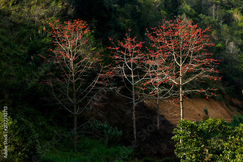 Red Kapok Flowers Blooming in the Mountains of Ha Giang, Vietnam