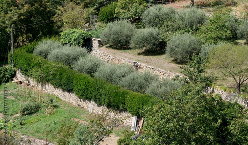 Terraces planted with fruit trees and olive groves