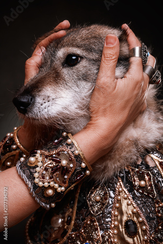 A grey and white wolf-like mongrel dog  a royal cape, and the owner's hand, adorned with jewelry. A costumed studio photo of the mongrel. Theatrical costume of the royal or boyars family . 