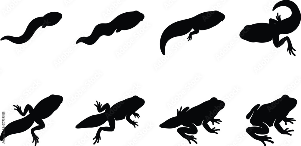 Fototapeta premium Life cycle of a frog silhouette showing growth stages from tadpole to adult frog