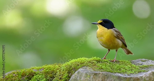 Narcissus flycatcher with bright yellow belly and black head standing alert on a moss covered rock in the forest