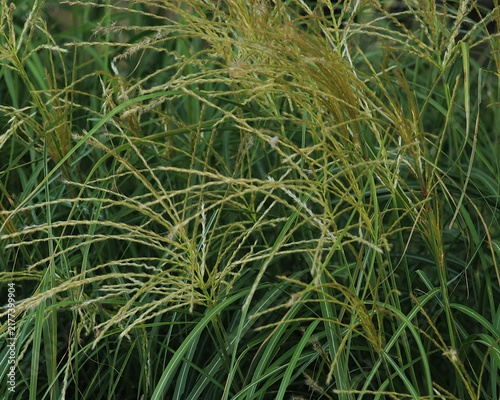 Картината върху платно Miscanthus sinensis