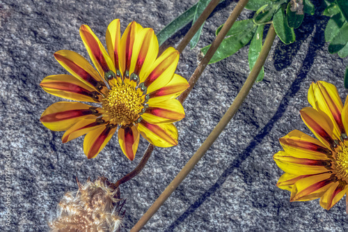 Garden flowers by the granite wall on a summer day