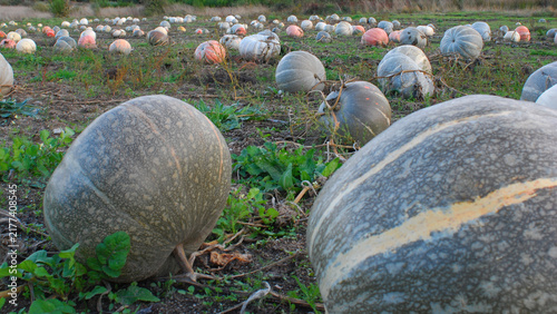 Dozens of pumpkins, scattered across the field, waiting to be harvested in late autumn.