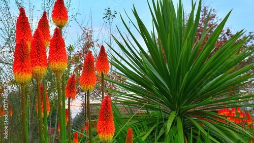 Striking Kniphofia flowers amongst Yucca gigantea in late autumn.