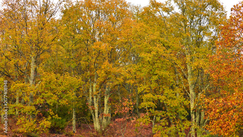 An autumnal landscape with trees covered in lichen and ochre-coloured leaves.