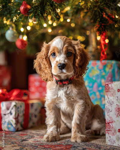cocker spaniel puppy