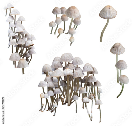 Yellowleg bonnet mushrooms, Mycena epipterygia. common in Europe, isolated on a transparent background