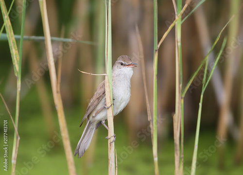 Konstfotografi Great Reed Warbler (Acrocephalus arundinaceus) perching upright on a thin vertical reed stem in a marshy habitat