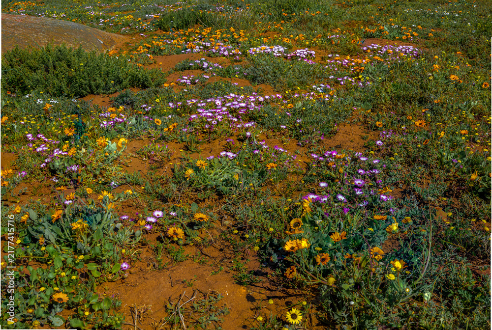 Obraz premium Colourful wildflower display appearing over areas of barren ground