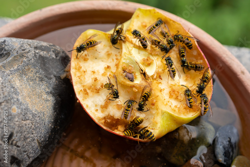 Wasps feeding on a halved apple in a garden stone bowl