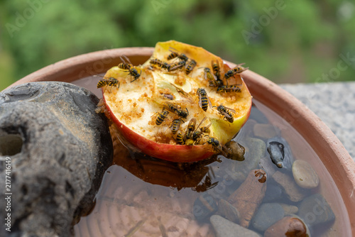 Common wasps swarming on a sliced apple in a water-filled bird bath