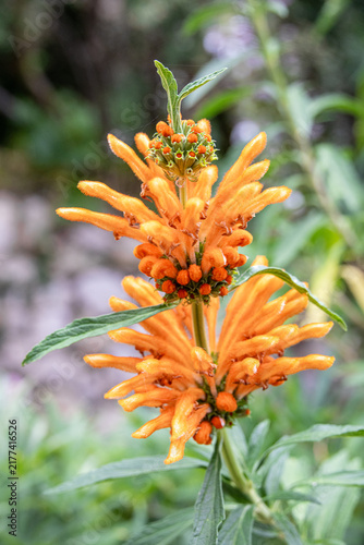 Lion's Tail / Lion's Ear / Wild Dagga plant in flower (Leonotis leonurus)