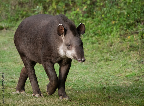 Konstfotografi Tapir o anta caminando