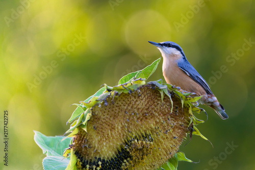 Canvas Print Eurasian Nuthatch Sitta europaea small passerine bird perched on top of a mature