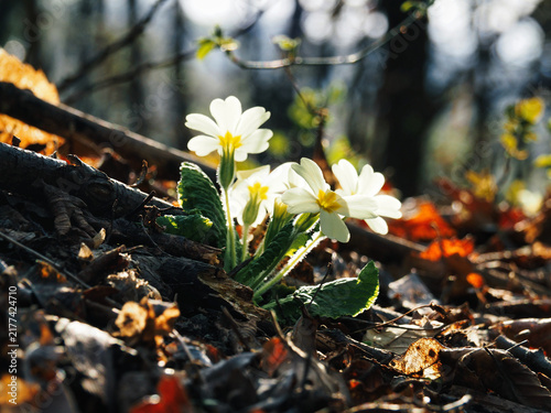 Canvastavla Wild primroses blooming in spring forest