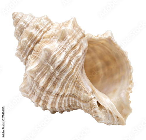 Foto Detailed view of a textured seashell spiral on transparent background