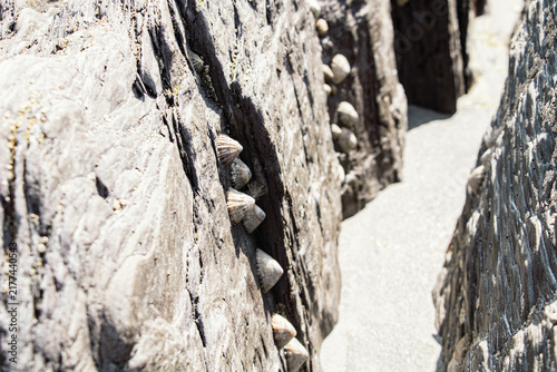 Close up of small cone-shaped limpets clinging to rough layered dark rocks on a sandy beach during low tide