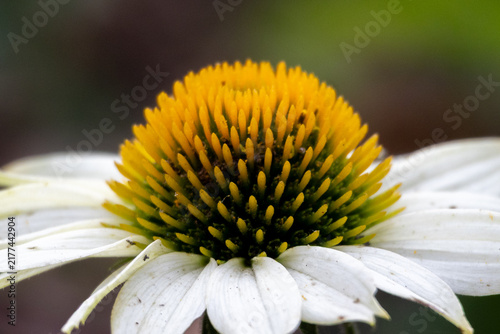 Fotografie White coneflower closeup