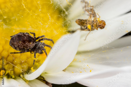 Foto Dynamic Misumena vatia crab spider on daisy, stealthy flower ambush predator in wild nature