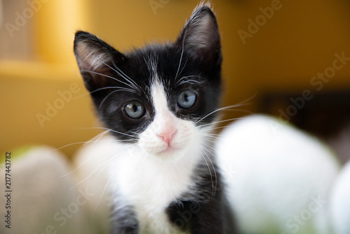 Portrait of Tuxedo Kitten