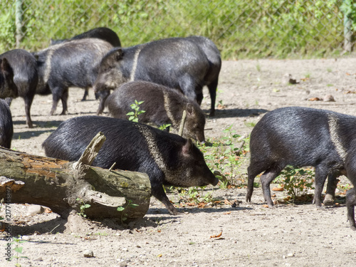 Cuadro en lienzo Wild pigs explore a forest area in daylight near a fallen log in an outdoor sett