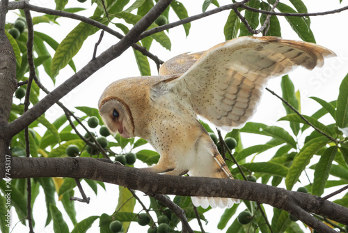 Foto Eastern Barn Owl perch in Utrasum bead tree in Kathmandu Valley, Nepal