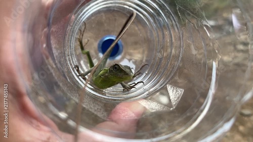 A high-angle close-up shows a small green lizard with a long tail resting inside a transparent plastic bottle held by a hand. The lizard has scales and a spiked ridge along its back.