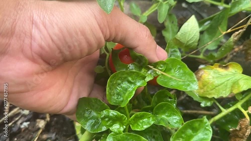 A human hand reaches out to touch a small green unripe tomato on a leafy vine in an organic backyard garden during the growing season.